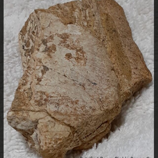 Petrified Bone, Exterior. Diablo Range, Ca. Key: 17,18