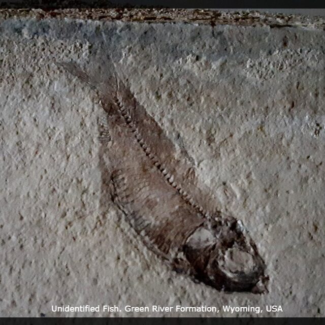 Fossil Fish, Wy. Key: 10